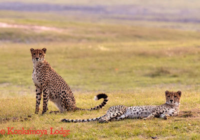Cheetah